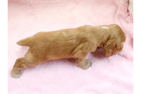 成約済の栃木県のイングリッシュコッカースパニエル-6701の3枚目