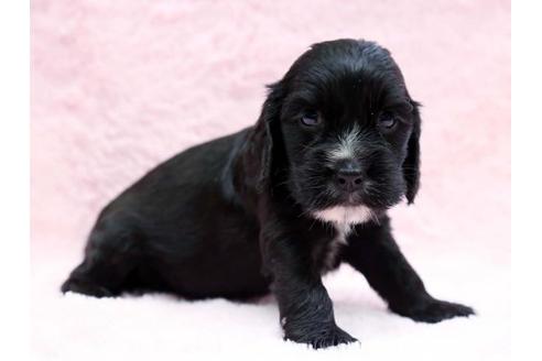 成約済の栃木県のイングリッシュコッカースパニエル-6702の3枚目