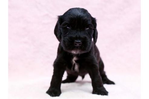 成約済の栃木県のイングリッシュコッカースパニエル-6703の1枚目