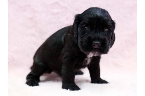 成約済の栃木県のイングリッシュコッカースパニエル-6703の2枚目