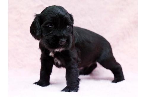 成約済の栃木県のイングリッシュコッカースパニエル-6703の3枚目