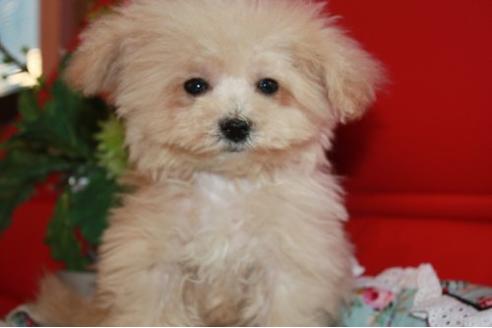 成約済の埼玉県のミックス犬-6705の1枚目