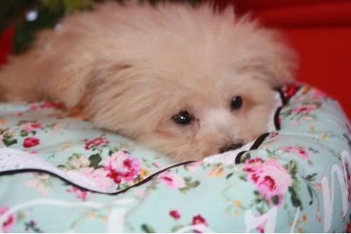 成約済の埼玉県のミックス犬-6705の2枚目