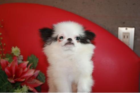 成約済の埼玉県のミックス犬-6707の1枚目