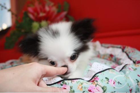 成約済の埼玉県のミックス犬-6707の2枚目