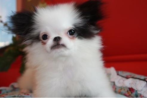 成約済の埼玉県のミックス犬-6707の3枚目