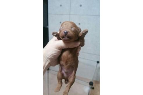 成約済の山口県のトイプードル-6740の1枚目