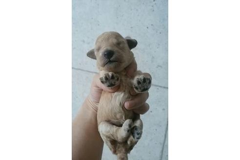 成約済の山口県のトイプードル-6741の1枚目