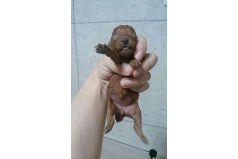 成約済の山口県のトイプードル-6742の1枚目