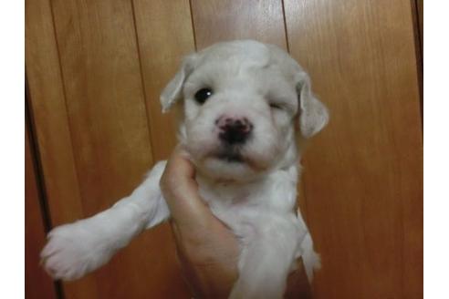 成約済の福岡県のビションフリーゼ-6750の2枚目