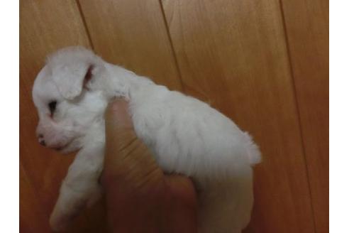 成約済の福岡県のビションフリーゼ-6750の3枚目