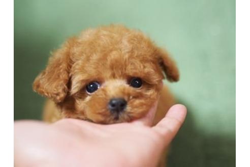 成約済の京都府のトイプードル-6779の2枚目