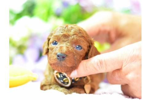 成約済の埼玉県のトイプードル-6323の3枚目