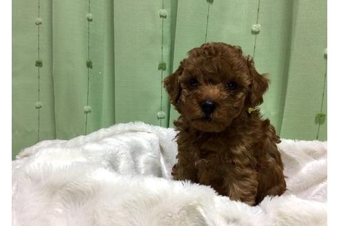 成約済の福岡県のトイプードル-6854の1枚目
