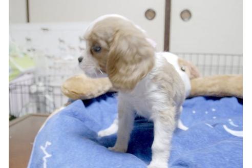 成約済の埼玉県のキャバリアキングチャールズスパニエル-6256の4枚目