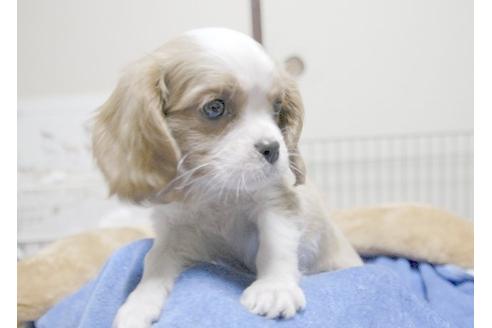 成約済の埼玉県のキャバリアキングチャールズスパニエル-6256の1枚目