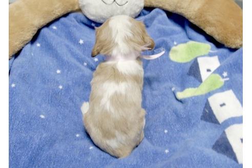成約済の埼玉県のキャバリアキングチャールズスパニエル-6256の2枚目