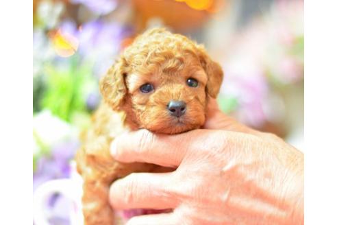 成約済の埼玉県のトイプードル-6299の1枚目