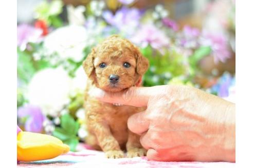 成約済の埼玉県のトイプードル-6299の2枚目