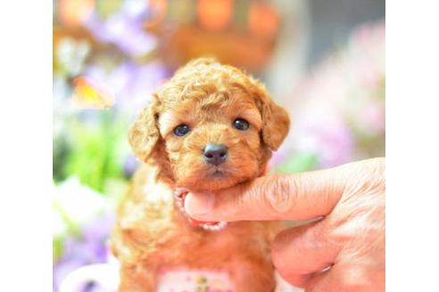 成約済の埼玉県のトイプードル-6299の3枚目