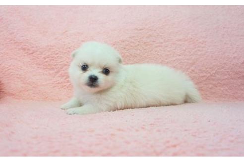 成約済の奈良県のミックス犬-6451の2枚目