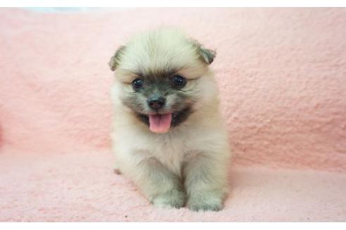 成約済の奈良県のミックス犬-6450の1枚目
