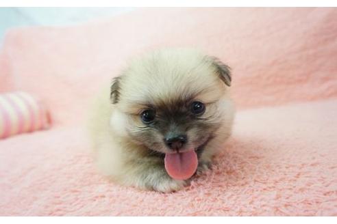 成約済の奈良県のミックス犬-6450の2枚目