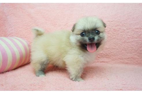 成約済の奈良県のミックス犬-6450の3枚目