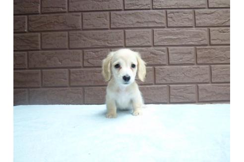 成約済の埼玉県のミニチュアダックスフンド-6502の3枚目