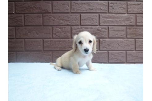 成約済の埼玉県のミニチュアダックスフンド-6502の2枚目