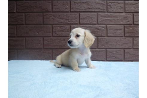 成約済の埼玉県のミニチュアダックスフンド-6502の1枚目