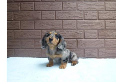 成約済の埼玉県のカニンヘンダックスフンド-6500の3枚目