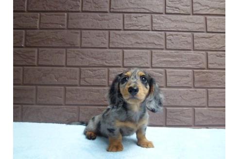 成約済の埼玉県のカニンヘンダックスフンド-6500の2枚目