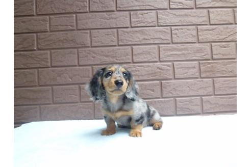 成約済の埼玉県のカニンヘンダックスフンド-6500の1枚目