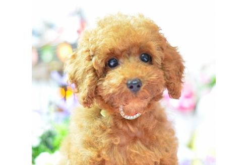 成約済の埼玉県のトイプードル-6983の2枚目
