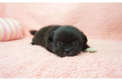 成約済の奈良県のミックス犬-6449の1枚目