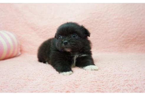 成約済の奈良県のミックス犬-6449の3枚目