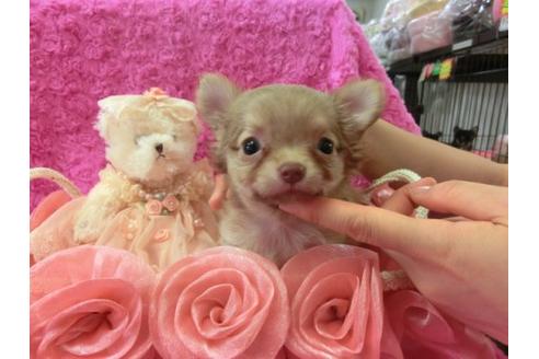 成約済の京都府のチワワ-7035の1枚目