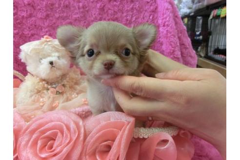 成約済の京都府のチワワ-7035の2枚目