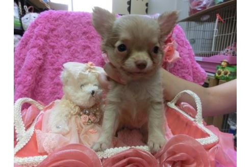成約済の京都府のチワワ-7036の1枚目