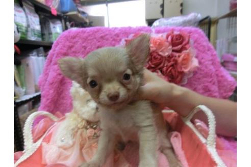 成約済の京都府のチワワ-7036の2枚目