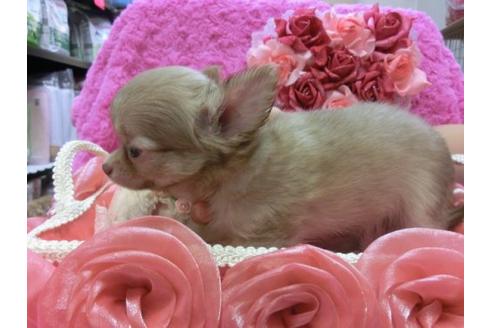 成約済の京都府のチワワ-7036の3枚目