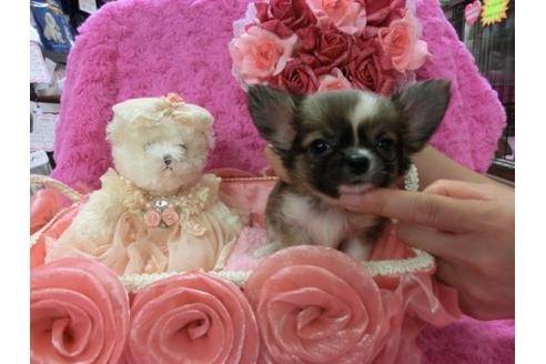 成約済の京都府のチワワ-7037の1枚目
