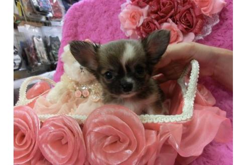 成約済の京都府のチワワ-7037の2枚目