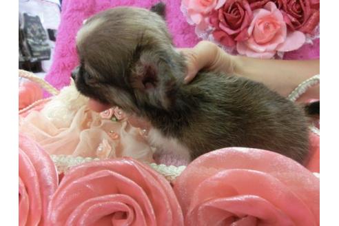 成約済の京都府のチワワ-7037の3枚目