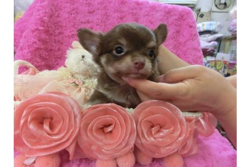 成約済の京都府のチワワ-7038の1枚目