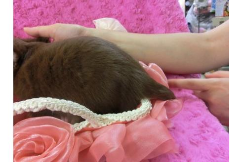 成約済の京都府のチワワ-7038の3枚目