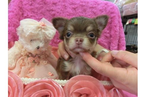 成約済の京都府のチワワ-7039の1枚目