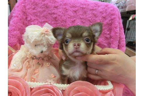 成約済の京都府のチワワ-7039の2枚目