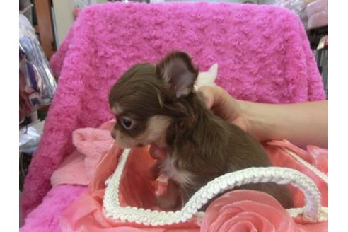 成約済の京都府のチワワ-7039の3枚目